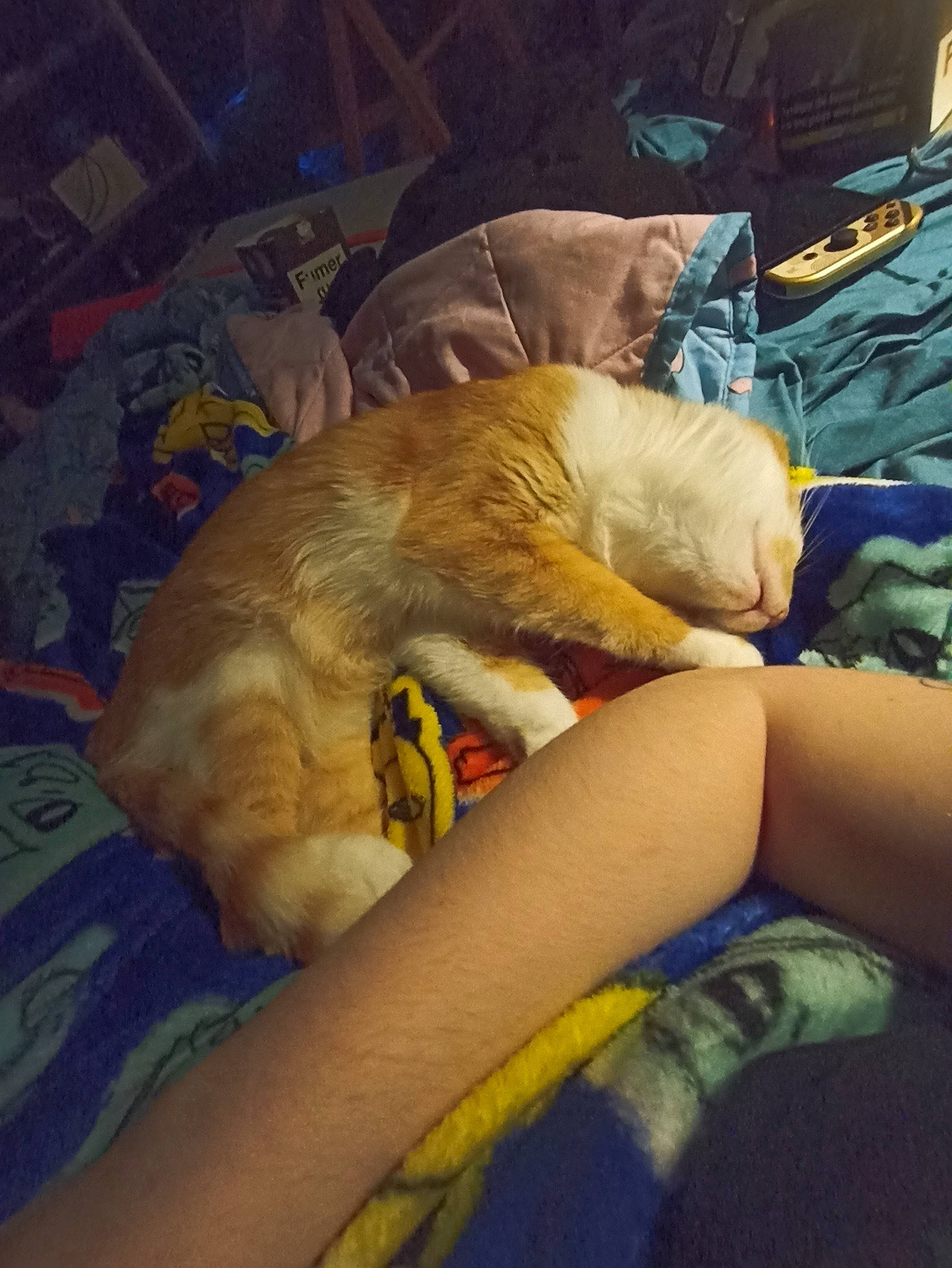 Thygroo a rejoint le concours — aidez-le/la à gagner de superbes lots ! bedding, canidae, cat, claw, comfort, companion_dog, dog_breed, domestic_short_haired_cat, elbow, felidae, fur, human_leg, lap, linens, paw, room, small_to_medium_sized_cats, sporting_group, thigh, whiskers