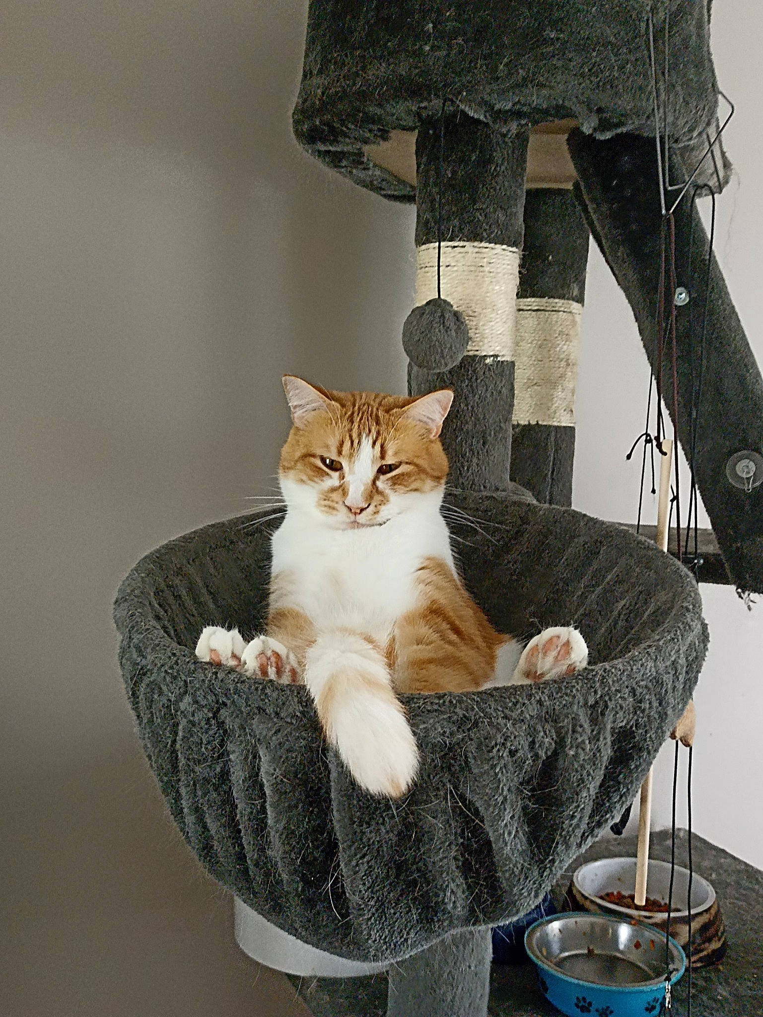 Thygroo a rejoint le concours — aidez-le/la à gagner de superbes lots ! carnivore, cat, cat_supply, chair, comfort, domestic_short_haired_cat, fashion_accessory, fawn, felidae, foot, fur, human_leg, leg, outdoor_furniture, paw, plant, sitting, small_to_medium_sized_cats, tail, whiskers