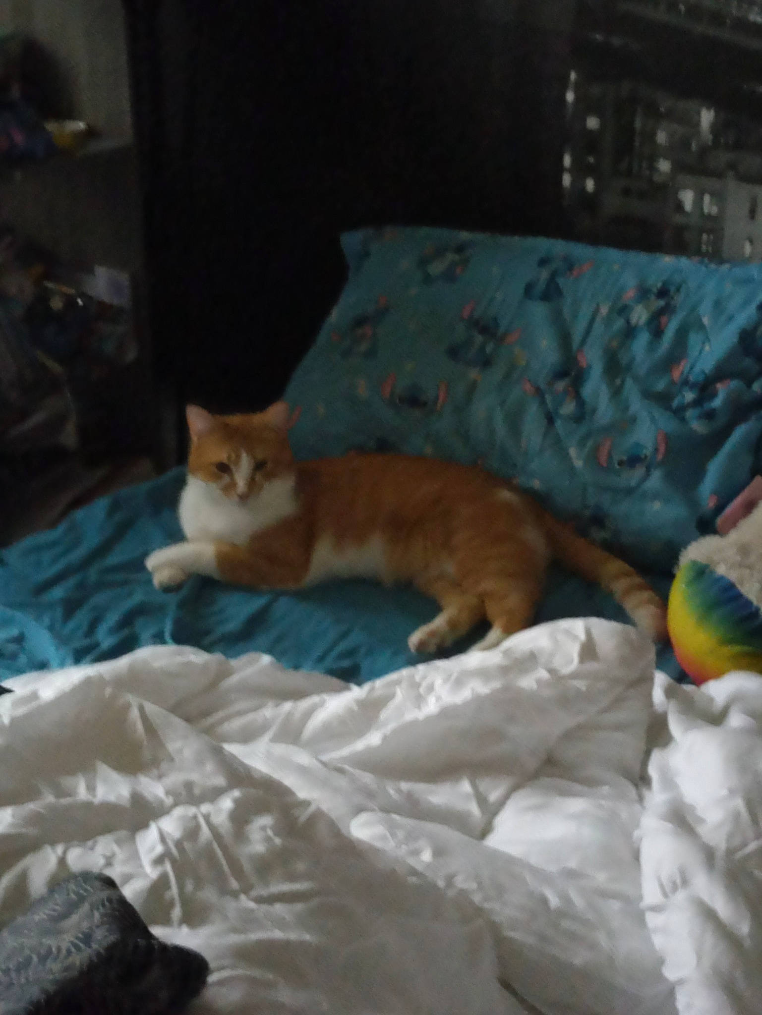 Thygroo participe au concours pour gagner de l'argent avec cette photo : bed, bed_sheet, bedding, bedroom, blanket, carnivore, cat, comfort, couch, domestic_short_haired_cat, duvet, fawn, felidae, fur, linens, nap, room, small_to_medium_sized_cats, tail, whiskers