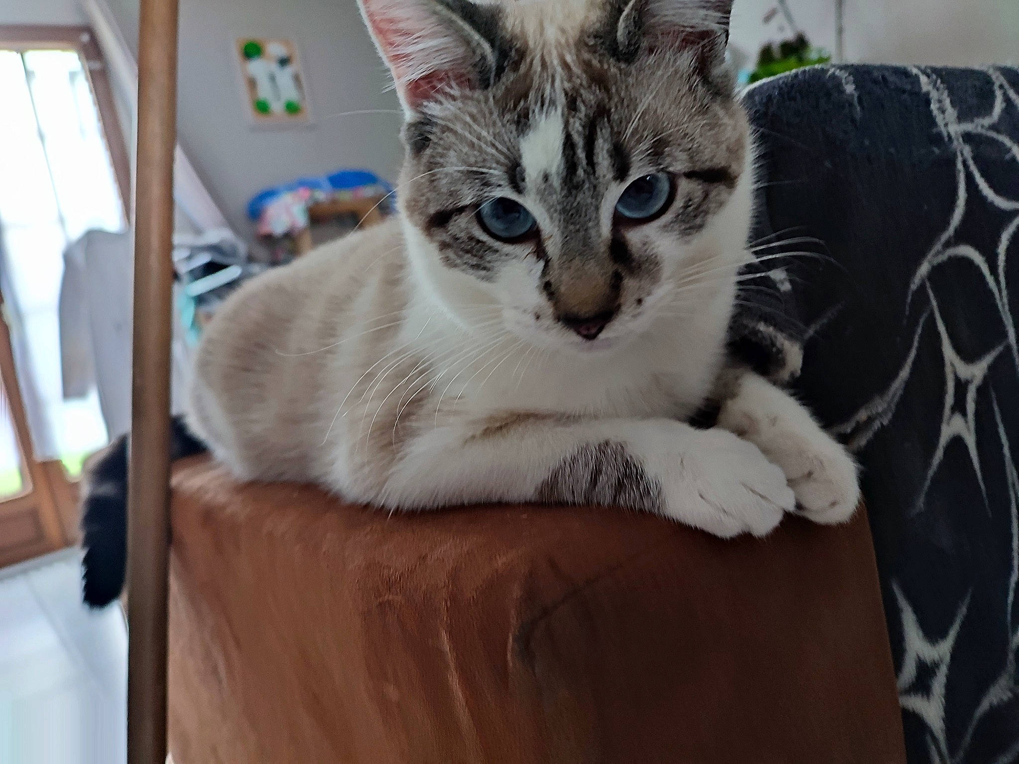 Skaya a rejoint le concours — aidez-le/la à gagner de superbes lots ! carnivore, cat, cat_furniture, cat_supply, claw, comfort, couch, domestic_short_haired_cat, eye, felidae, fur, hardwood, paw, pet_supply, sitting, small_to_medium_sized_cats, snout, whiskers, wood