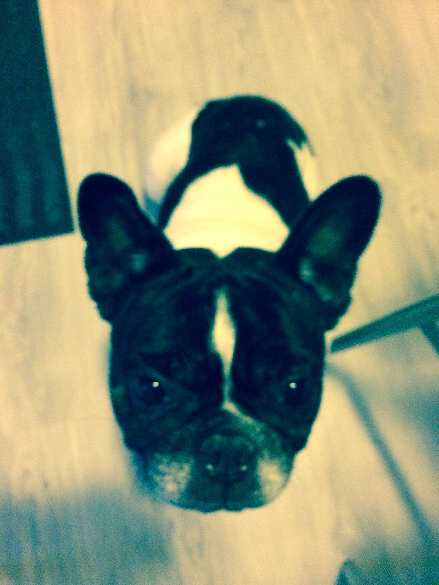 Dolly