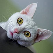 Sully participe au concours pour gagner de l'argent avec cette photo : animal, cat, close_up, curious, cute, domestic_cat, ears, face, feline, furry, head_tilt, indoor, looking, mammal, pet, portrait, soft_light, whiskers, white_cat, yellow_eyes