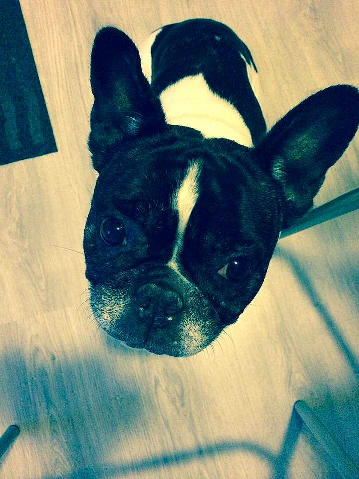 Dolly