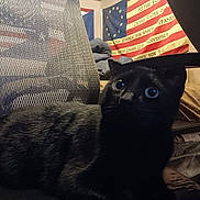 Charcoal joined the competition — help win amazing prizes! black_cat, cat, indoor, chair, mesh_backrest, flag, american_flag, fur, pet, animal, wide_eyes, curious, looking_away, furniture, room, cozy, domestic, closeup, portrait, resting