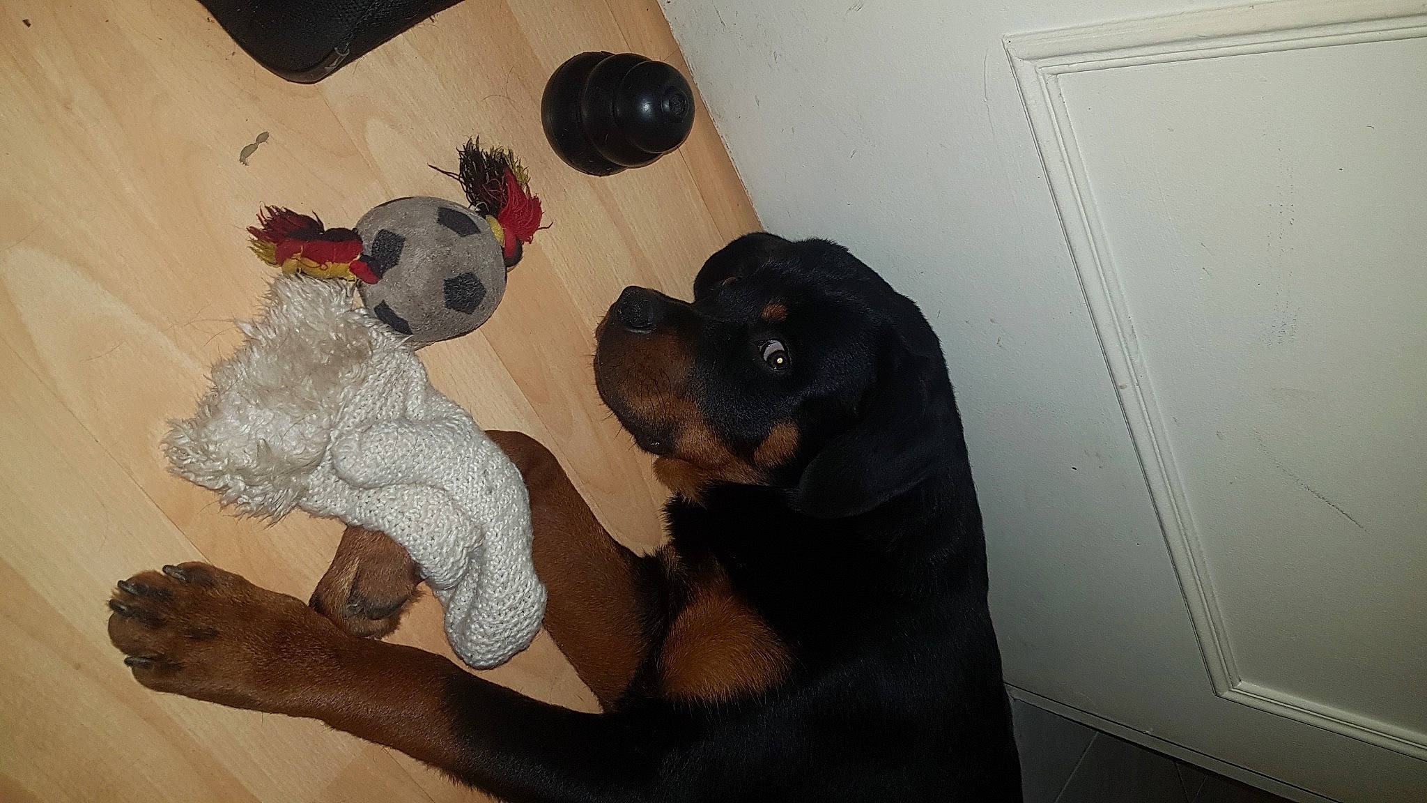 Boyka participe au concours pour gagner de l'argent avec cette photo : canidae, carnivore, companion_dog, dog, dog_breed, gordon_setter, guard_dog, mammal, puppy, puppy_love, rottweiler, sporting_group, vertebrate