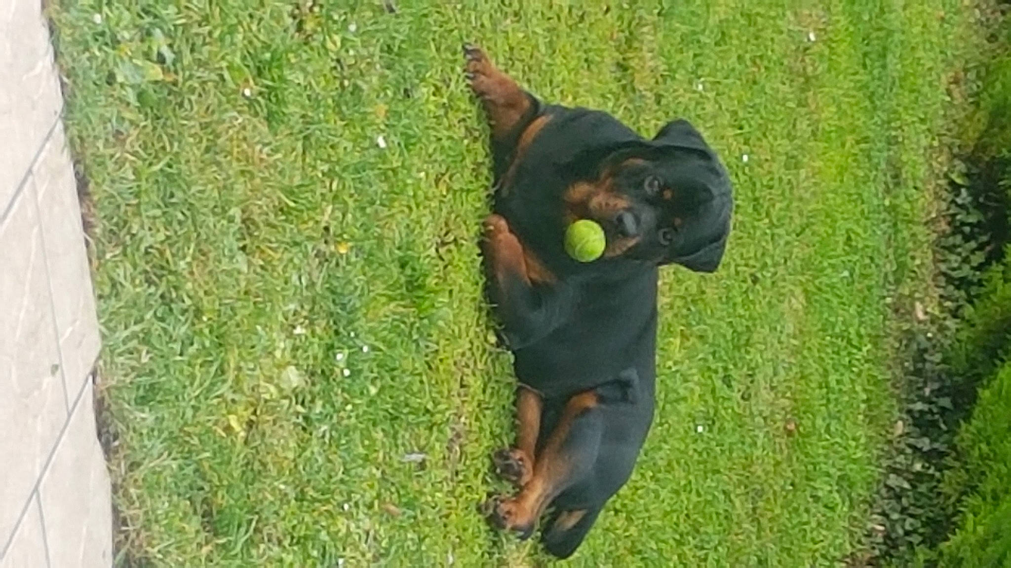 Boyka participe au concours pour gagner de l'argent avec cette photo : beauceron, canidae, carnivore, dobermann, dog, dog_breed, grass, guard_dog, hunting_dog, jagdterrier, lawn, mammal, manchester_terrier, miniature_pinscher, pinscher, plant, rottweiler, snout, sporting_group, working_dog