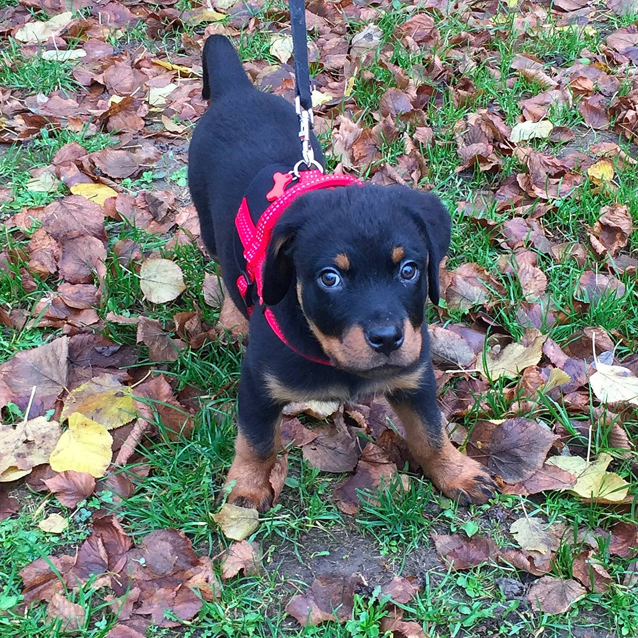 Boyka participe au concours pour gagner de l'argent avec cette photo : austrian_black_and_tan_hound, black_and_tan_terrier, canidae, carlin_pinscher, carnivore, companion_dog, dog, dog_breed, huntaway, hunting_dog, mammal, miniature_pinscher, puppy, rare_breed_dog, rottweiler, sporting_group, transylvanian_hound, vertebrate, working_dog