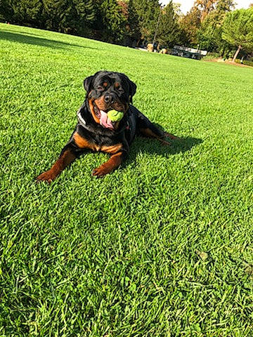 Boyka participe au concours pour gagner de l'argent avec cette photo : canidae, carlin_pinscher, carnivore, companion_dog, dog, dog_breed, grass, guard_dog, hunting_dog, lawn, mammal, miniature_pinscher, molosser, plant, puppy, rottweiler, sporting_group, vertebrate, working_dog