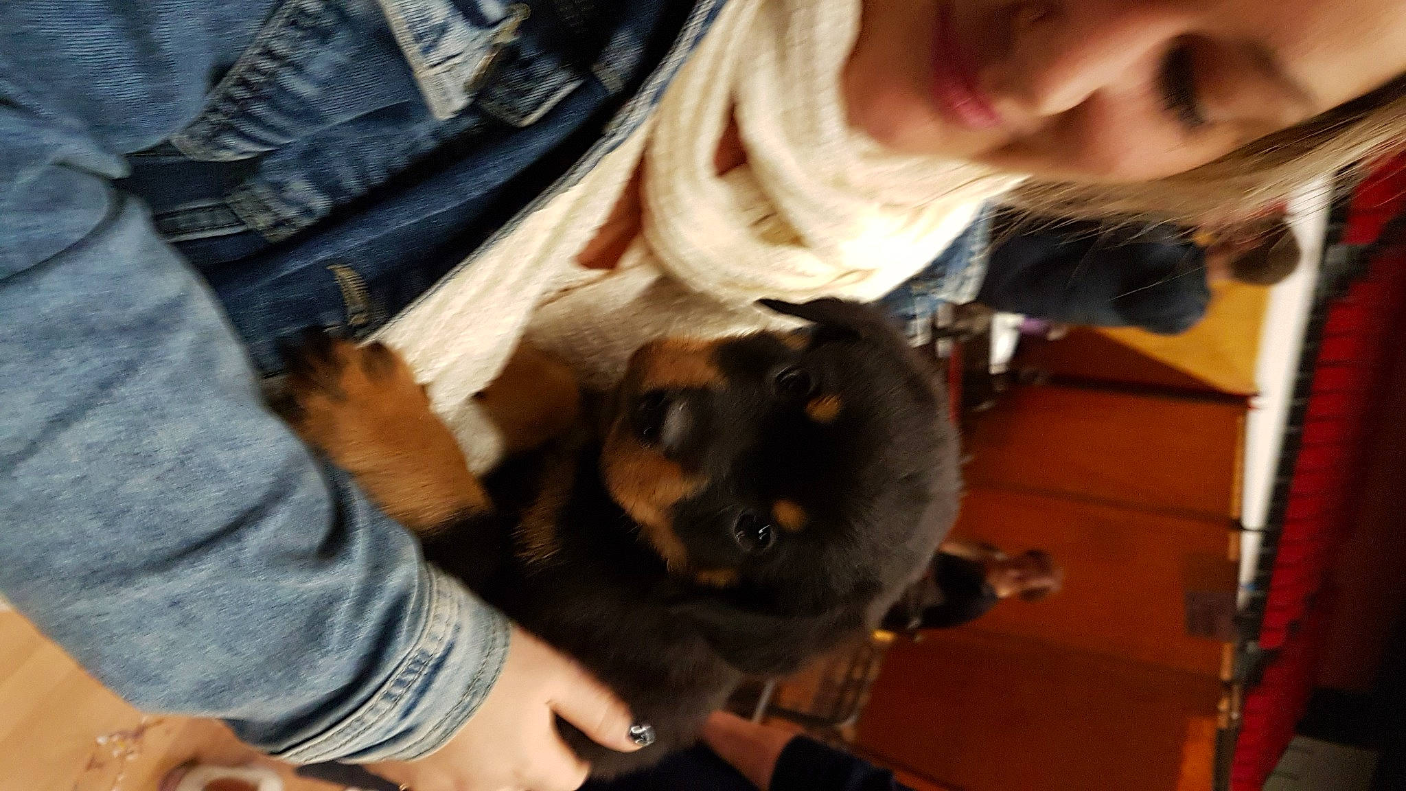 Boyka a rejoint le concours — aidez-le/la à gagner de superbes lots ! canidae, carnivore, dog_breed, fawn, puppy