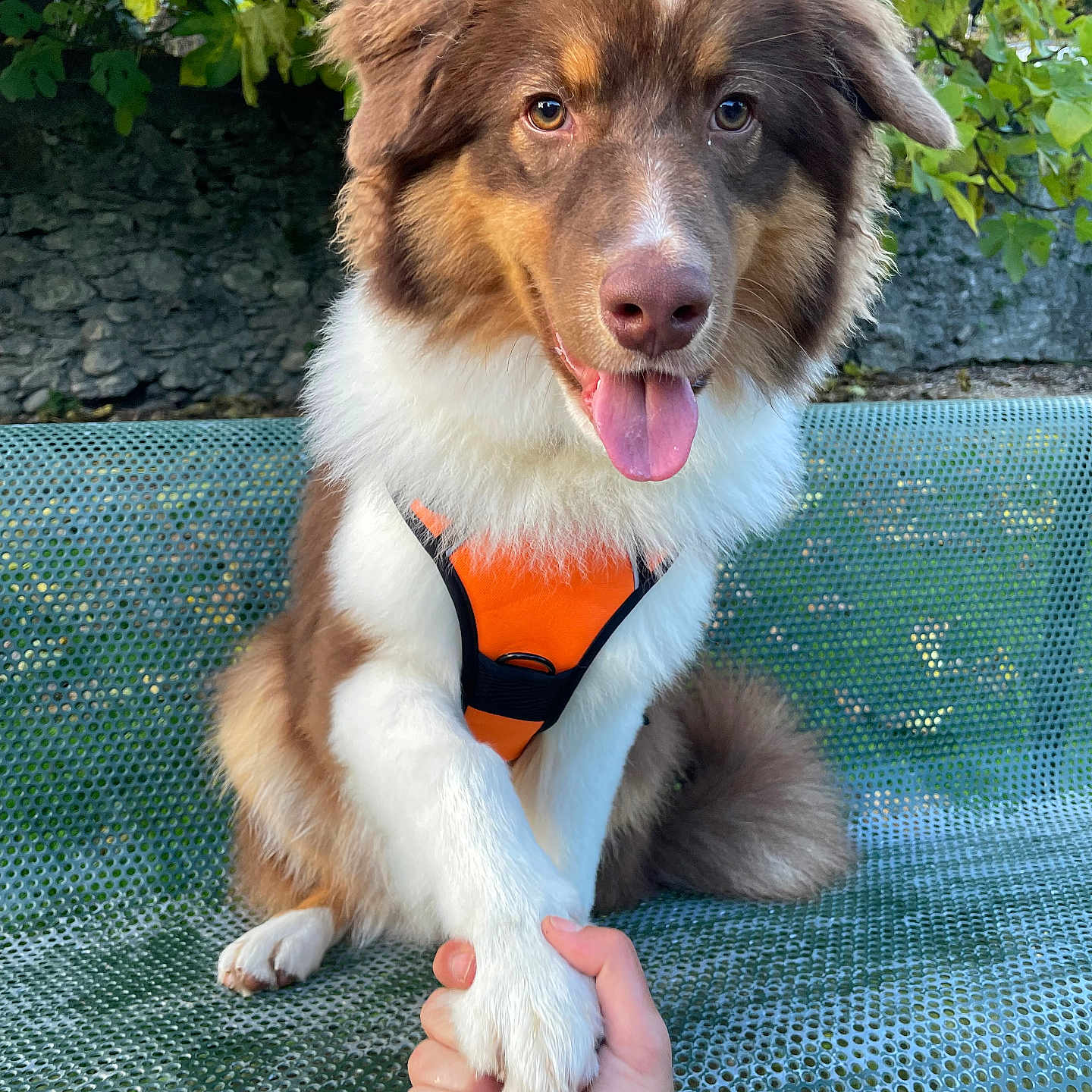 Volt a rejoint le concours — aidez-le/la à gagner de superbes lots ! animal, ball, canine, dog, face, grass, head, herbal, herbs, husky, person, pet, photography, plant, portrait, puppy, soil, sport, tennis, tennisball