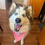 Enzo joined the competition — help win amazing prizes! animal, blue_eyes, canine, close_up, dog, doorway, fluffy, happy, heterochromia, husky, indoor, kitchen, open_mouth, pet, pink_bandana, portrait, siberian_husky, smiling, standing, wooden_floor