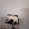 cat, white_cat, black_spots, chair, swivel_chair, indoor, relaxed, resting, feline, pet, floor_tiles, white_wall, domestic_animal, animal, fur, paw, tail, quiet, calm, home