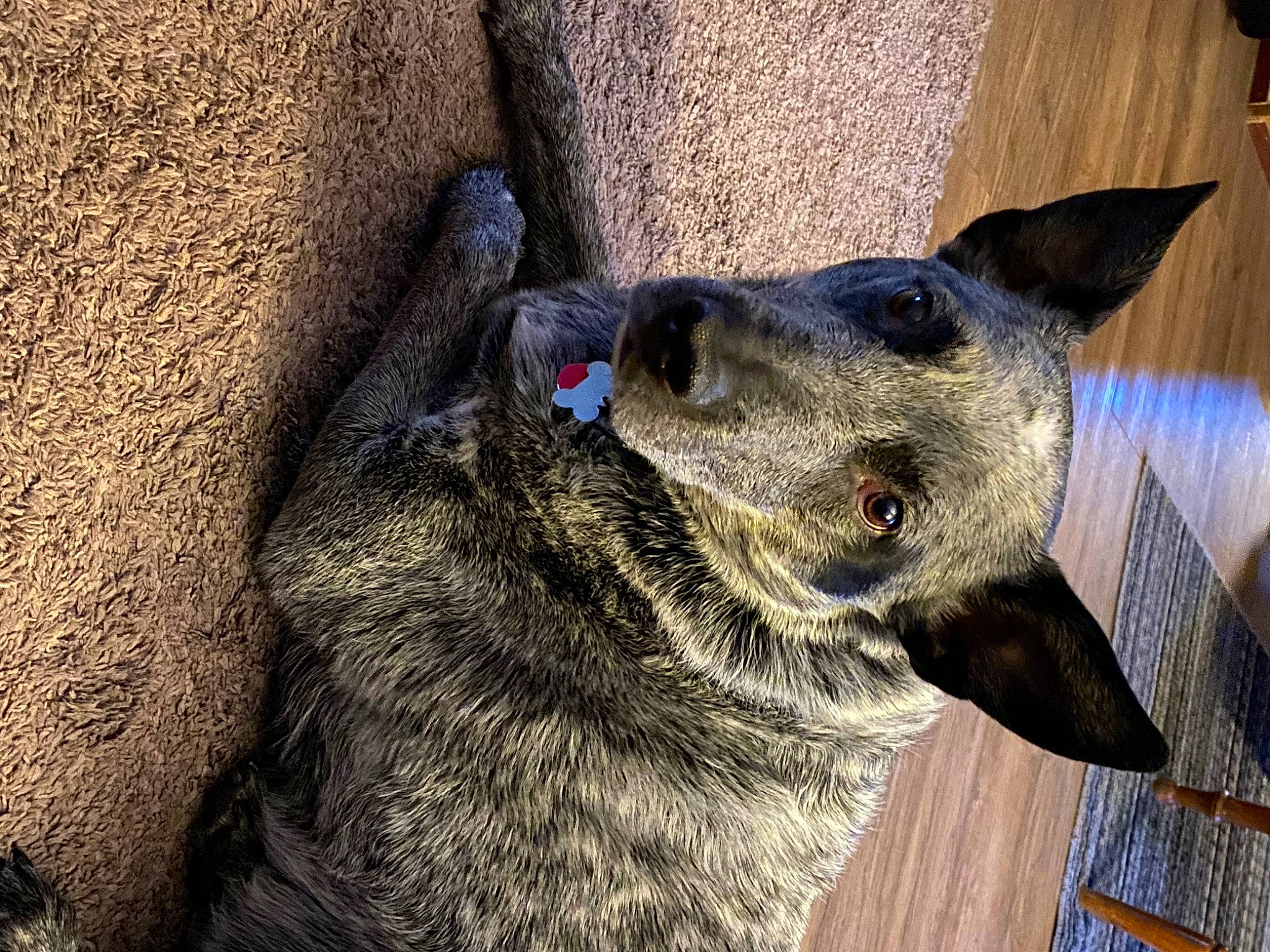 Grimm joined the competition — help win amazing prizes! canidae, carnivore, collar, dog, dog_breed, dog_collar, electric_blue, fur, non_sporting_group, snout, soil, sporting_group, terrestrial_animal, whiskers, working_animal, working_dog