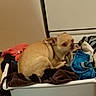Bandit is registered to the contest to win money with this photo: dog, chihuahua, laundry_basket, clothes, indoor, pet, small_dog, beige, fabric, household, cozy, floor, cabinet, domestic, animal, cute, resting, pile, home, furniture