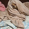 dog, blanket, bed, cozy, peeking, wrapped, fur, pet, cute, indoor, soft, comfort, rest, small_dog, warm, sleepy, fur_texture, wrapped_up, relaxed, animal