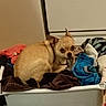 Bandit is registered to the contest to win money with this photo: chihuahua, dog, laundry_basket, clothes, indoor, pet, curious, tan_dog, small_dog, floor, household, domestic, resting, cozy, pile_of_clothes, fabric, appliance, home, cute, animal