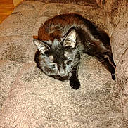 Frisky is registered to the contest to win money with this photo: cat, black_cat, pet, animal, feline, indoor, couch, furniture, brown, plush, relaxing, resting, cozy, domestic, fur, whiskers, ears, paw, sleepy, comfort