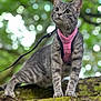 Kiki is registered to the contest to win money with this photo: alert, animal, bokeh, cat, claws, closeup, curious, daylight, fur, gray_tabby, greenery, harness, moss, nature, outdoor, pet, standing, tree_branch, whiskers, young_cat