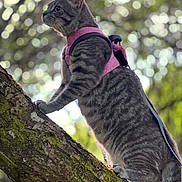 Kiki joined the competition — help win amazing prizes! adventure, animal, bokeh, cat, climbing, curious, daylight, ears, fur, greenery, harness, mammal, moss, nature, outdoor, pet, tabby, tree, whiskers, wildlife