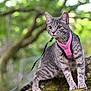 Kiki is registered to the contest to win money with this photo: alert, animal, cat, claws, curious, ears, feline, forest, fur, gray_tabby, greenery, harness, moss, nature, outdoor, pet, pink_harness, tree_branch, whiskers, wildlife