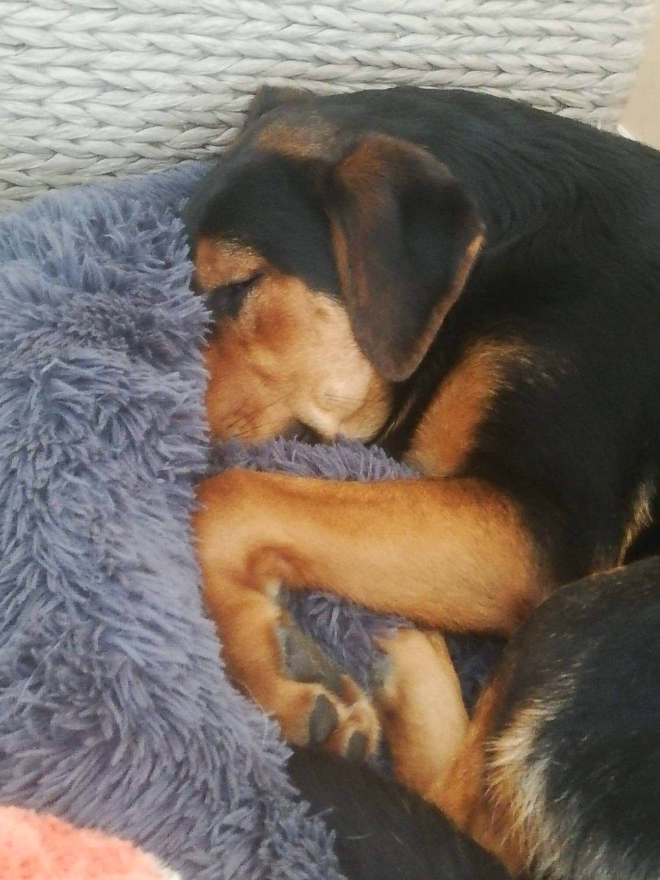 Piwi participe au concours pour gagner de l'argent avec cette photo : canidae, carnivore, comfort, companion_dog, dog, dog_breed, fawn, fur, guard_dog, mammal, nap, paw, rottweiler, snout, sporting_group, tail, toy_dog, vertebrate, whiskers, working_dog