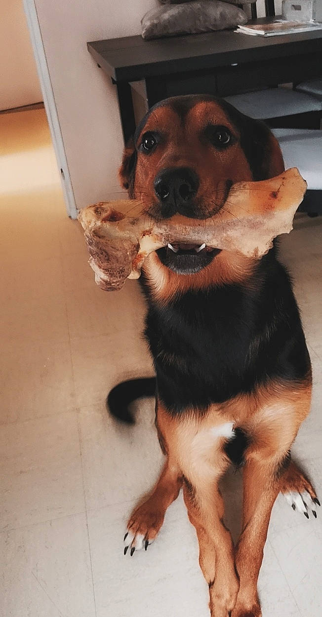 Piwi a rejoint le concours — aidez-le/la à gagner de superbes lots ! canidae, carnivore, collar, companion_dog, dog, dog_breed, dog_collar, fawn, flooring, fur, hunting_dog, liver, paw, pet_supply, puppy, snout, sporting_group, whiskers, working_animal, working_dog