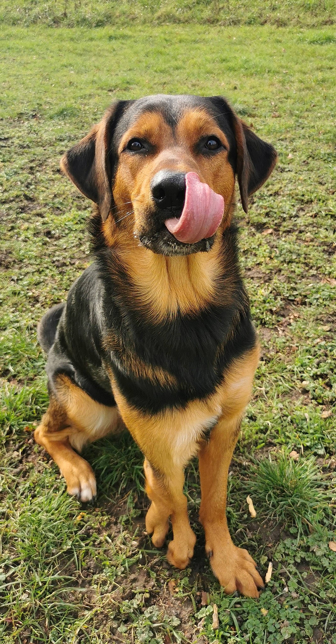 Piwi participe au concours pour gagner de l'argent avec cette photo : biting, canidae, carnivore, companion_dog, dog, dog_breed, fawn, fur, grass, hunting_dog, pet_supply, plant, sporting_group, terrestrial_animal, whiskers, working_animal, working_dog