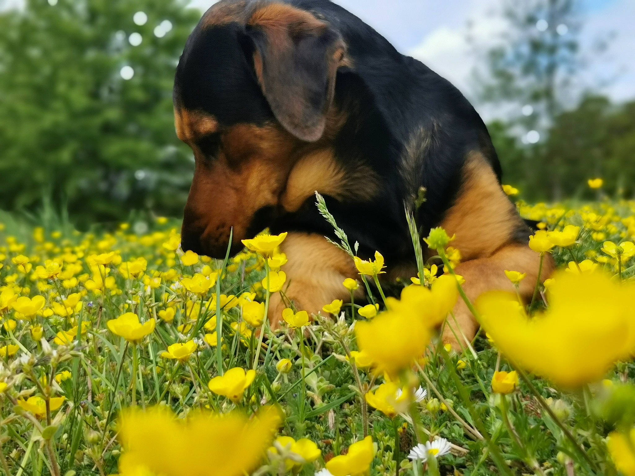 Piwi participe au concours pour gagner de l'argent avec cette photo : carnivore, companion_dog, dog, dog_breed, field, flower, flowering_plant, grass, grassland, happy, meadow, natural_landscape, people_in_nature, petal, plant, prairie, sky, snout, working_animal, yellow