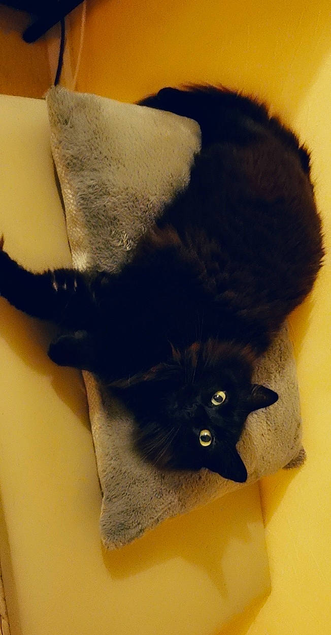 Lara a rejoint le concours — aidez-le/la à gagner de superbes lots ! bag, black_cat, bombay, carnivore, cat, cat_supply, claw, comfort, costume_hat, domestic_short_haired_cat, fashion_accessory, felidae, fur, linens, paw, small_to_medium_sized_cats, snout, tail, textile, whiskers