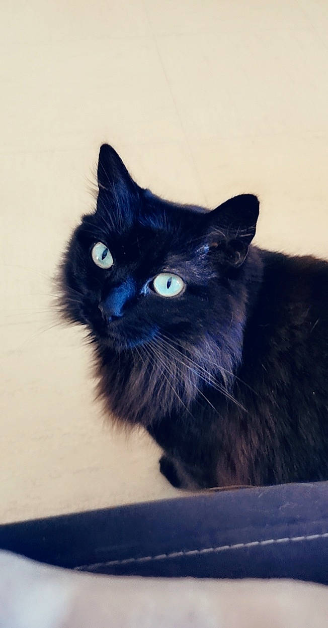 Lara participe au concours pour gagner de l'argent avec cette photo : black_cat, bombay, carnivore, cat, claw, domestic_short_haired_cat, electric_blue, felidae, fur, mammal, paw, sitting, small_to_medium_sized_cats, snout, tail, terrestrial_animal, vertebrate, whiskers, window