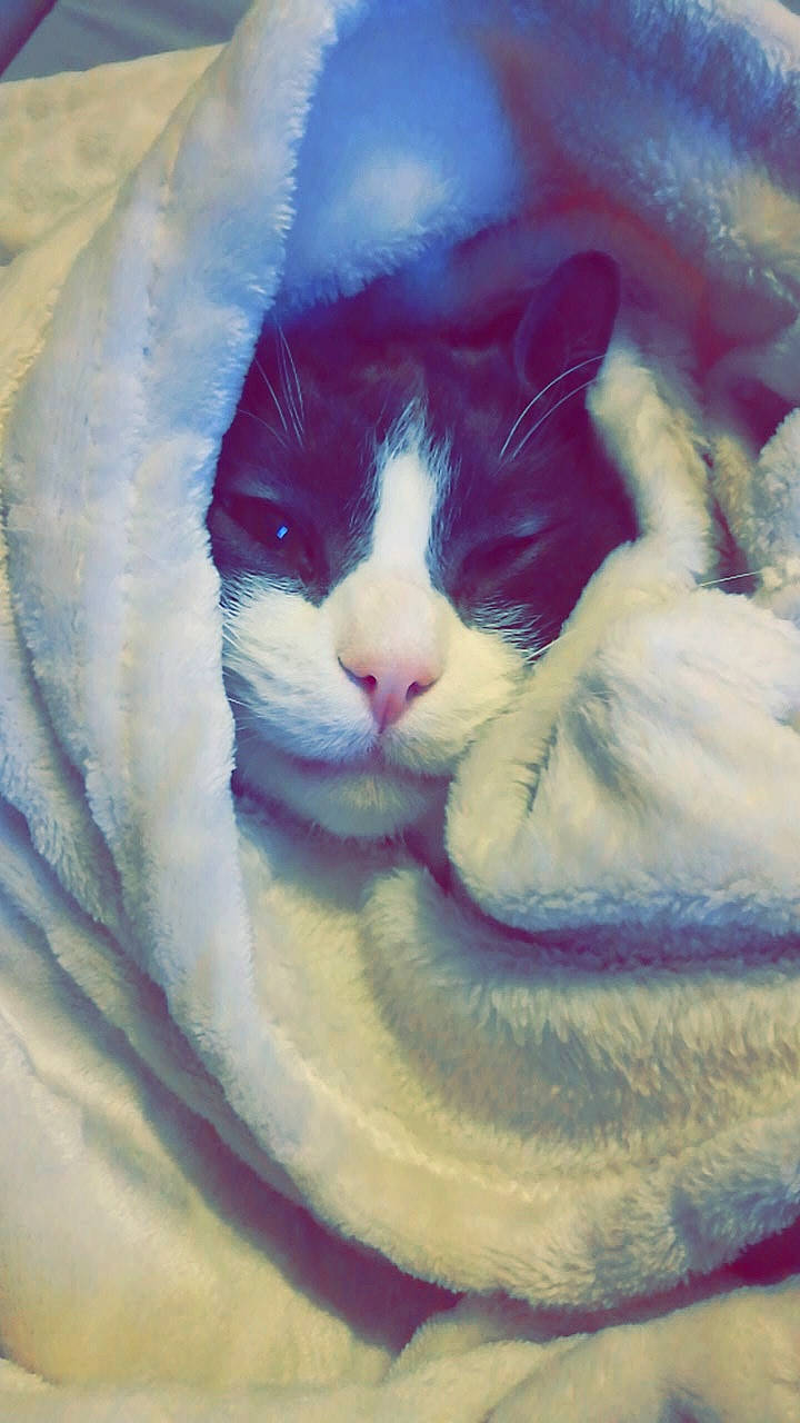 Joker a rejoint le concours — aidez-le/la à gagner de superbes lots ! carnivore, cat, comfort, eye, felidae, hair, happy, head, human_body, iris, jaw, leg, plant, small_to_medium_sized_cats, snout, tail, tree, vertebrate, whiskers, window