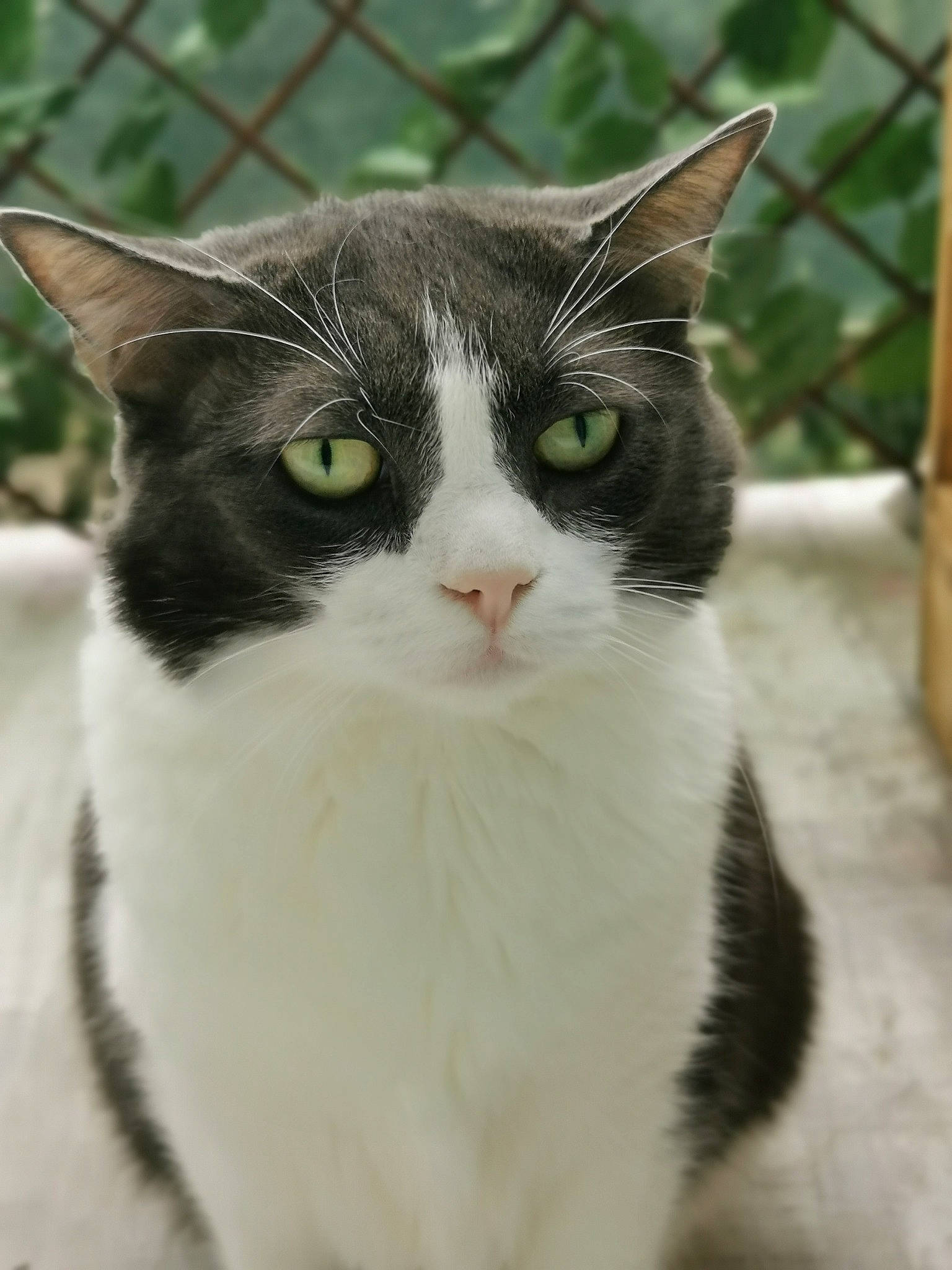 Joker a rejoint le concours — aidez-le/la à gagner de superbes lots ! carnivore, cat, domestic_short_haired_cat, eye, felidae, foot, fur, grass, hair, head, human_leg, plant, sitting, small_to_medium_sized_cats, snout, tail, terrestrial_animal, tree, whiskers, window
