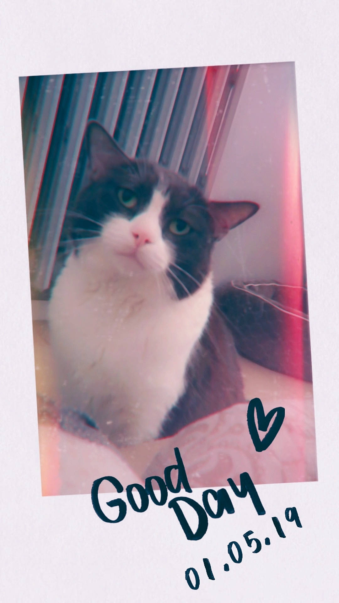 Joker participe au concours pour gagner de l'argent avec cette photo : advertising, box, carnivore, cat, cat_supply, domestic_short_haired_cat, felidae, font, formal_wear, fur, internet_meme, paw, pet_supply, photo_caption, poster, rectangle, small_to_medium_sized_cats, technology, whiskers, window