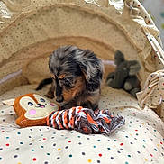 Mayulu a rejoint le concours — aidez-le/la à gagner de superbes lots ! puppy, dog, dachshund, small_dog, black_and_tan, pet, animal, sitting, toy, rope_toy, plush_toy, squirrel_toy, bassinet, blanket, polka_dots, indoor, cozy, portrait, playtime, cute