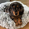 dog, puppy, dachshund, long_haired, black_and_tan, pet, animal, fluffy_bed, blanket, indoor, home, wooden_floor, portrait, sitting, looking_at_camera, brown, black, cute, cozy, photography