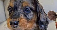 Mayulu participe au concours pour gagner de l'argent avec cette photo : puppy, dog, cocker_spaniel, pet, animal, portrait, close_up, sitting, couch, sofa, plush_toy, toy, indoors, home, brown_fur, black_fur, floppy_ears, cute, eyes, lock_screen
