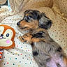 Mayulu participe au concours pour gagner de l'argent avec cette photo : dog, puppy, dachshund, long_haired, small_breed, lying_down, sleeping, relaxed, paws, fluffy, black_and_tan, pet, plush_toy, stuffed_animal, blanket, polka_dots, indoors, bed, cute, portrait