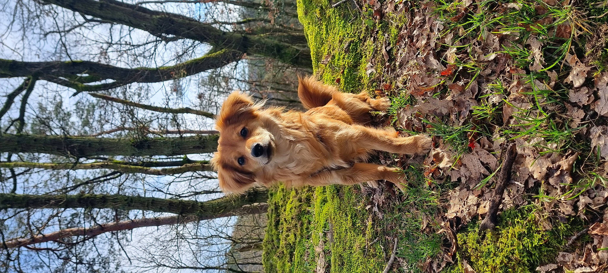 Albin participe au concours pour gagner de l'argent avec cette photo : big_cats, canidae, carnivore, companion_dog, dog_breed, fawn, felidae, fur, grass, lion, plant, sky, snout, sporting_group, tail, terrestrial_animal, tree, trunk, wildlife, wood