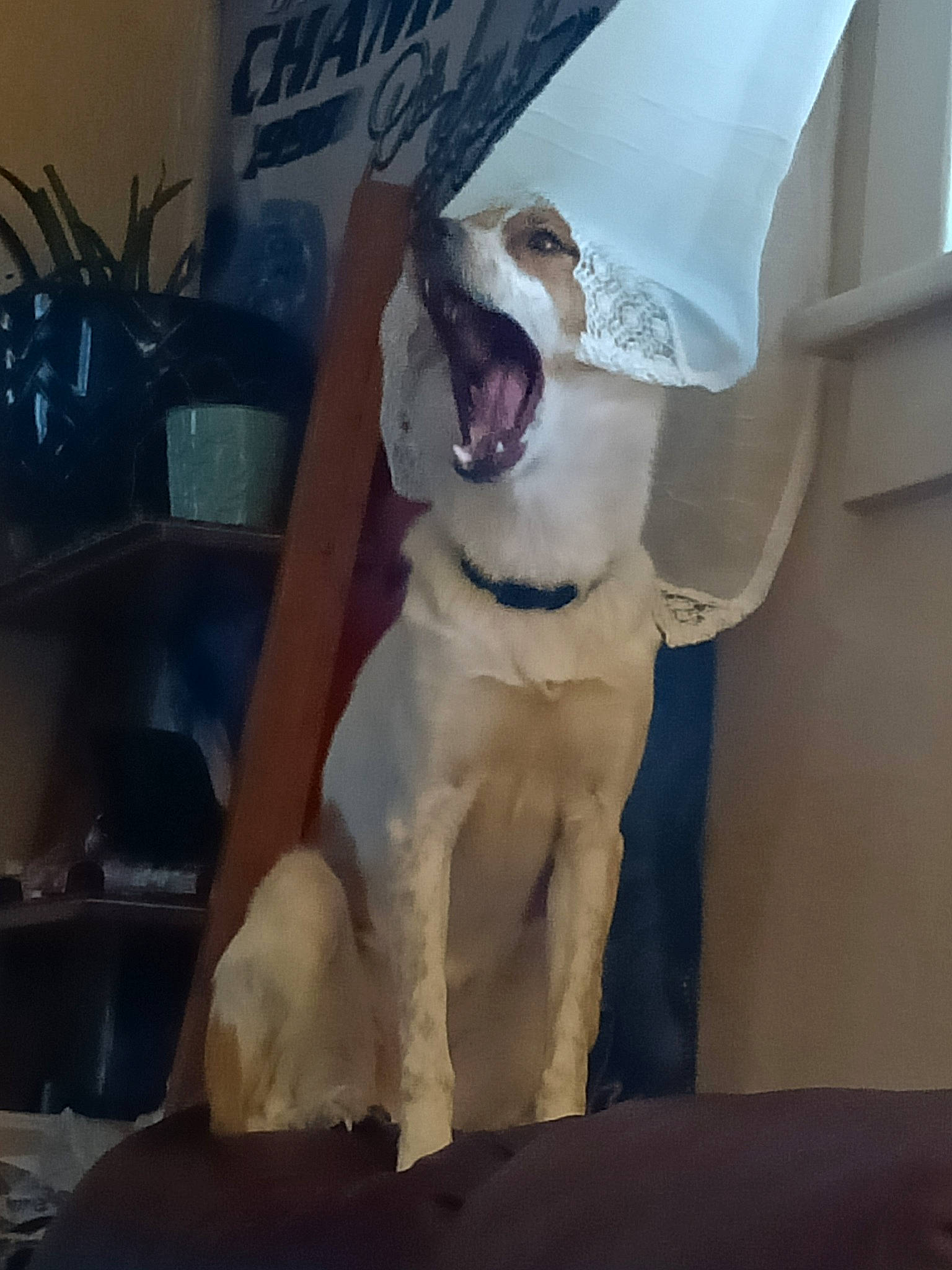 Foxy joined the competition — help win amazing prizes! canidae, carnivore, collar, comfort, companion_dog, dog, dog_breed, dog_collar, fawn, flowerpot, houseplant, jaw, knee, pet_supply, snout, sporting_group, t_shirt, toy_dog, whiskers, working_animal