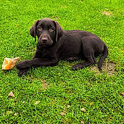 Baya a rejoint le concours — aidez-le/la à gagner de superbes lots ! dog, puppy, labrador, chocolate_labrador, black_dog, lying_down, grass, lawn, outdoors, garden, animal, pet, canine, brown_fur, floppy_ears, looking_at_camera, bone, chew_toy, greenery, portrait