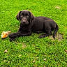dog, puppy, labrador, chocolate_labrador, black_dog, lying_down, grass, lawn, outdoors, garden, animal, pet, canine, brown_fur, floppy_ears, looking_at_camera, bone, chew_toy, greenery, portrait