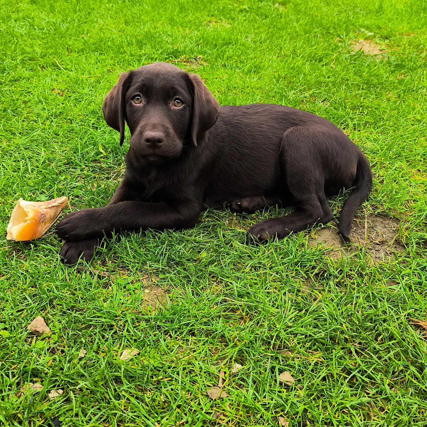Baya a rejoint le concours — aidez-le/la à gagner de superbes lots ! dog, puppy, labrador, chocolate_labrador, black_dog, lying_down, grass, lawn, outdoors, garden, animal, pet, canine, brown_fur, floppy_ears, looking_at_camera, bone, chew_toy, greenery, portrait