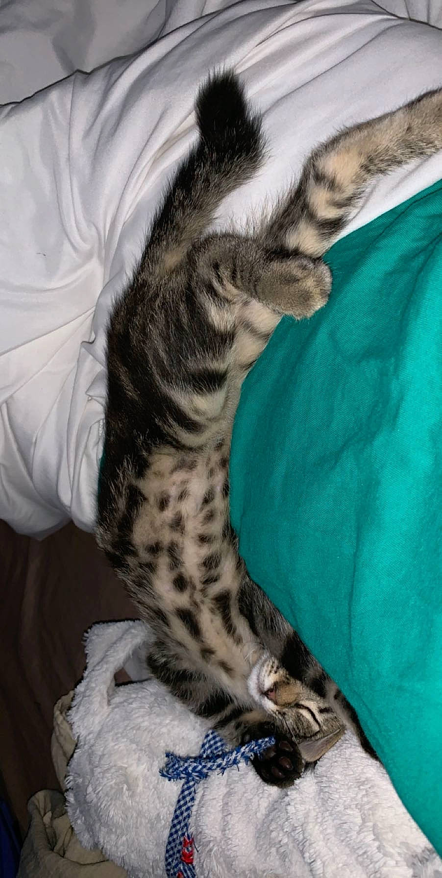 Sasha participe au concours pour gagner de l'argent avec cette photo : big_cats, carnivore, cat, claw, comfort, electric_blue, fawn, felidae, foot, fur, human_leg, pattern, paw, small_to_medium_sized_cats, snout, tail, terrestrial_animal, whiskers, wildlife, window