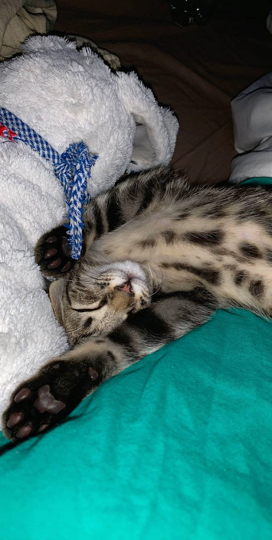 Sasha participe au concours pour gagner de l'argent avec cette photo : carnivore, cat, claw, comfort, domestic_short_haired_cat, electric_blue, fawn, felidae, fur, grey, linens, mammal, nap, paw, small_to_medium_sized_cats, snout, tail, terrestrial_animal, vertebrate, whiskers