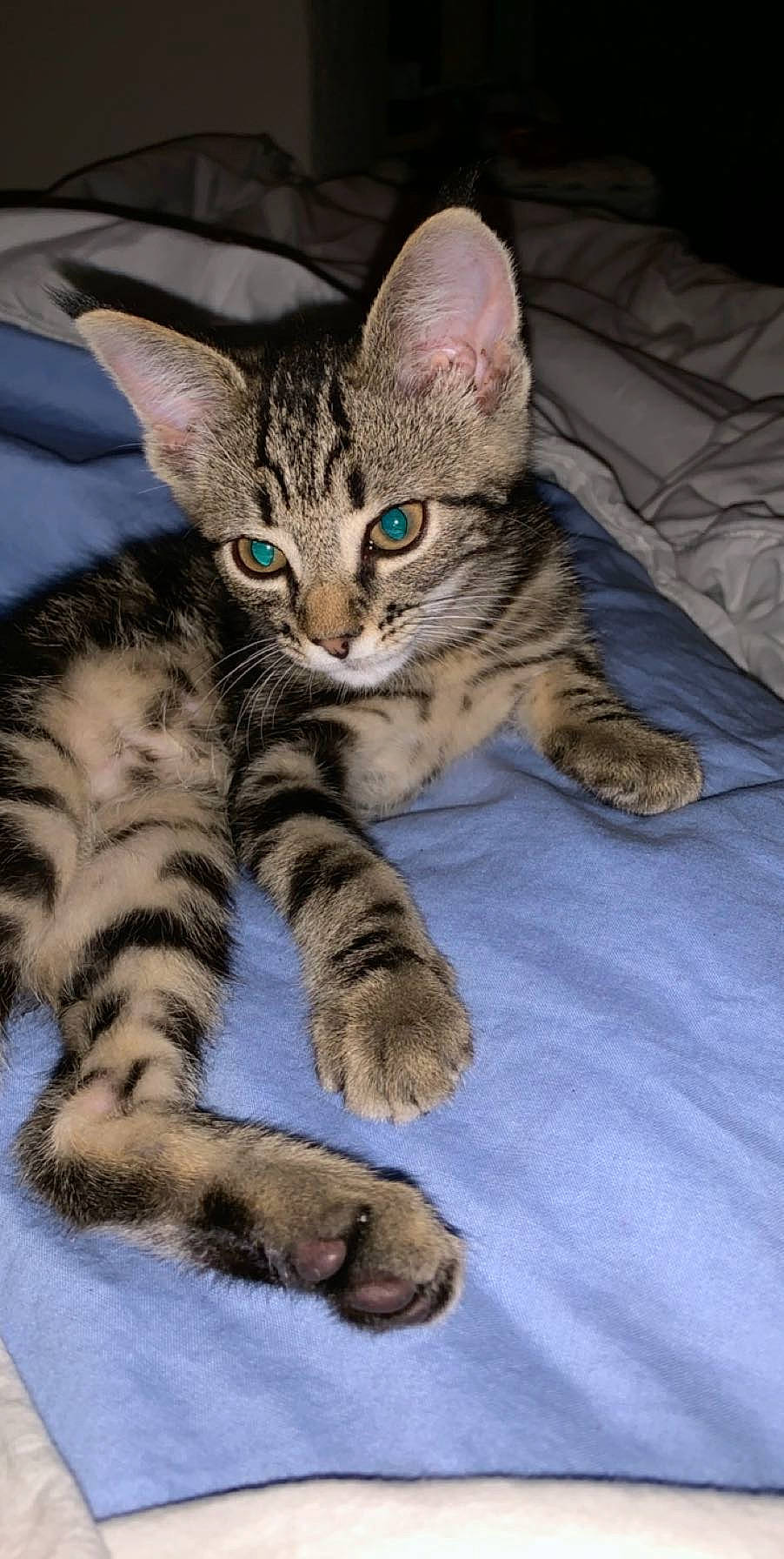 Sasha a rejoint le concours — aidez-le/la à gagner de superbes lots ! carnivore, cat, claw, comfort, domestic_short_haired_cat, eye, felidae, fur, paw, sitting, small_to_medium_sized_cats, snout, tail, terrestrial_animal, whiskers, wildlife