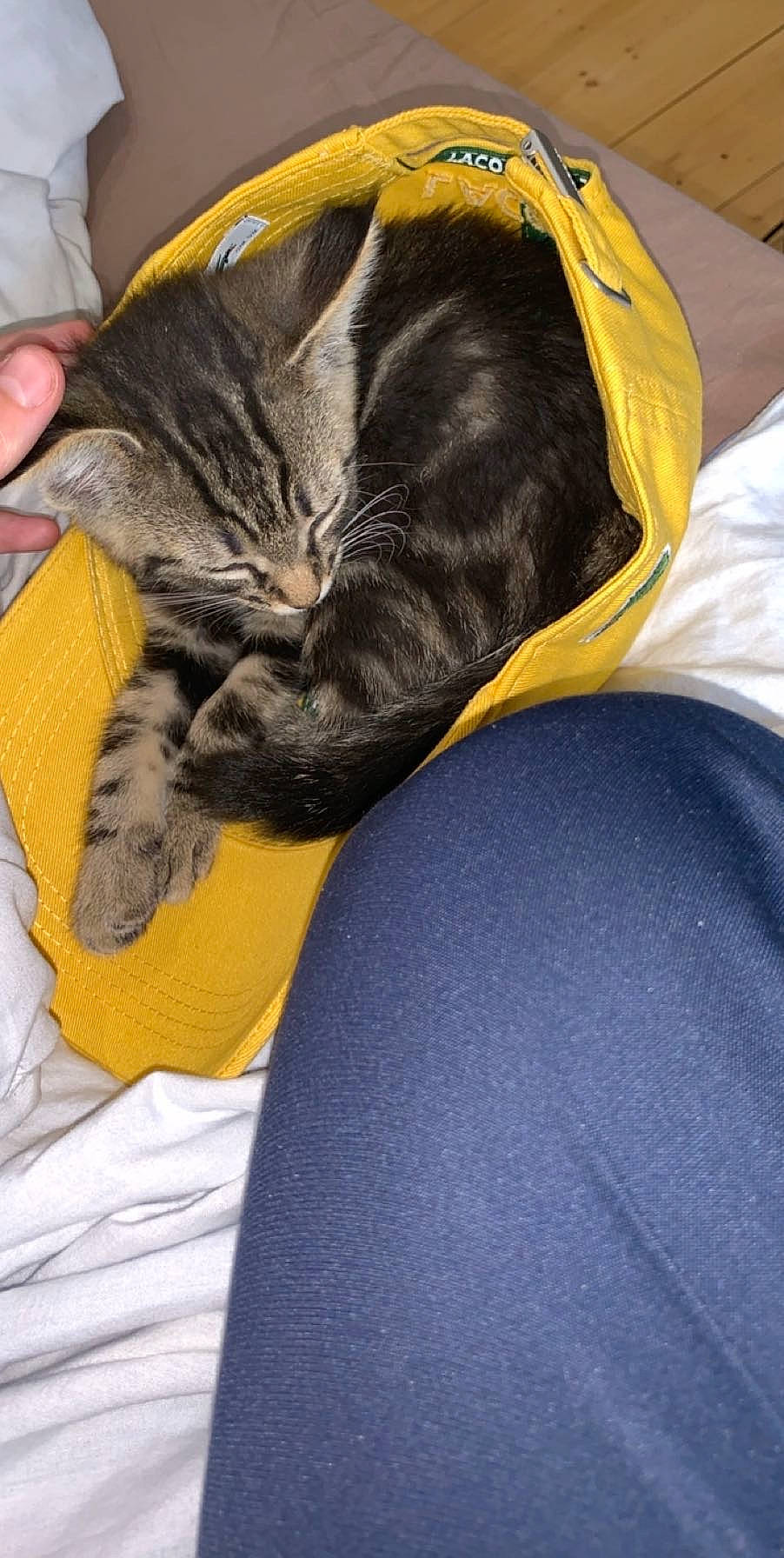 Sasha a rejoint le concours — aidez-le/la à gagner de superbes lots ! bag, carnivore, cat, claw, comfort, couch, domestic_short_haired_cat, electric_blue, felidae, fur, human_leg, lap, linens, nail, nap, sitting, small_to_medium_sized_cats, tail, thigh, whiskers