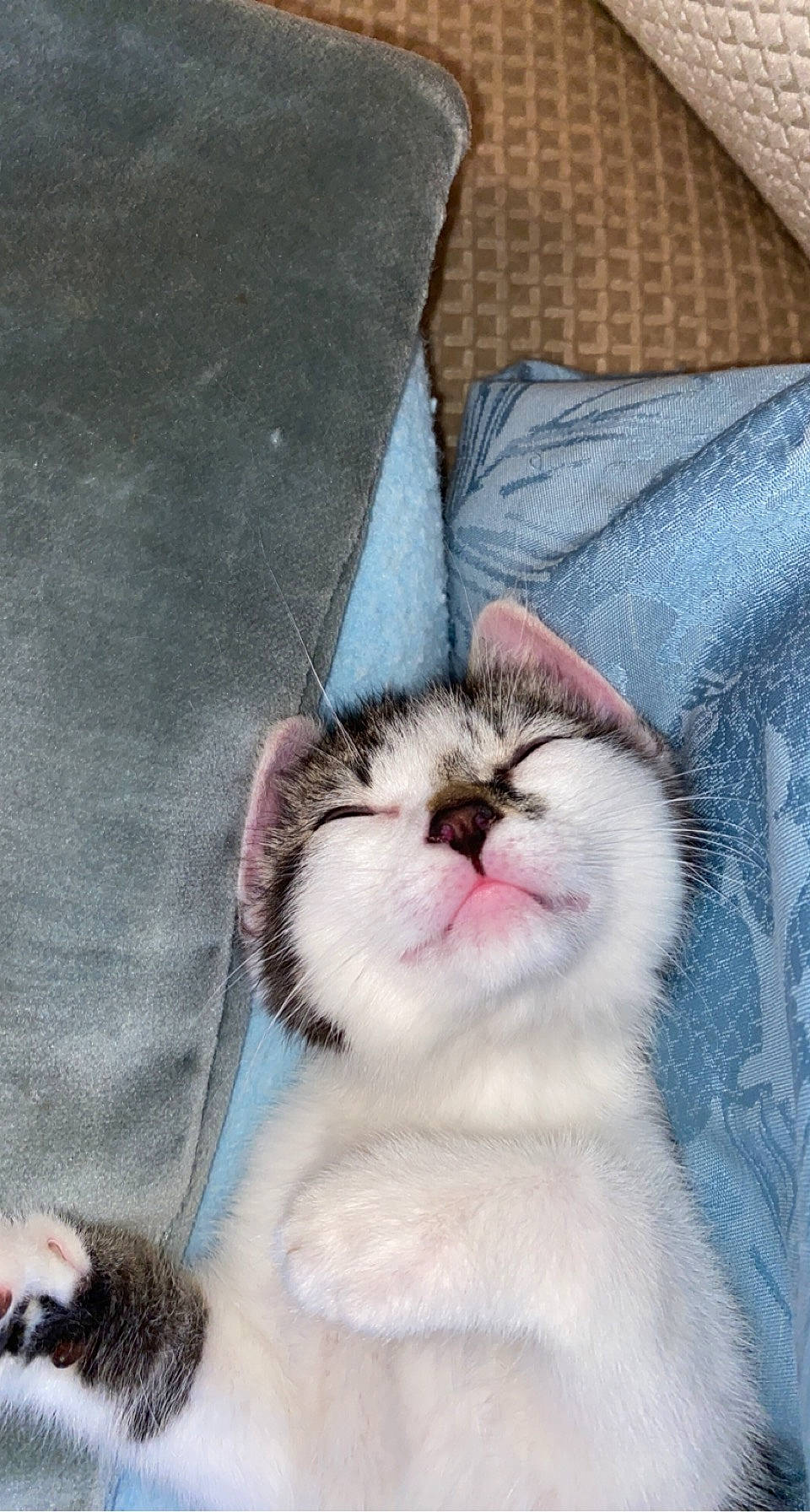 Nala a rejoint le concours — aidez-le/la à gagner de superbes lots ! carnivore, cat, claw, comfort, domestic_short_haired_cat, fang, fawn, felidae, foot, fur, pattern, paw, small_to_medium_sized_cats, snout, terrestrial_animal, whiskers