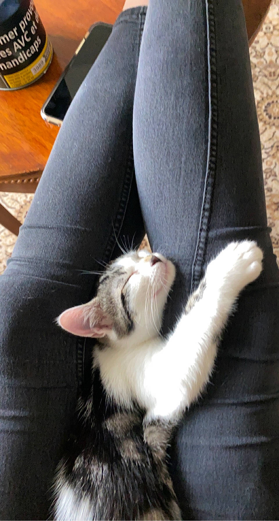 Nala participe au concours pour gagner de l'argent avec cette photo : carnivore, cat, claw, comfort, companion_dog, domestic_short_haired_cat, eye, felidae, foot, fur, gesture, human_leg, knee, lap, paw, small_to_medium_sized_cats, snout, tail, thigh, whiskers