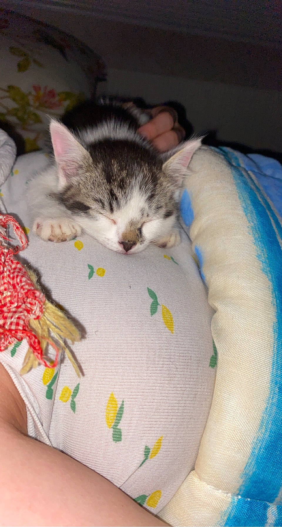 Nala a rejoint le concours — aidez-le/la à gagner de superbes lots ! art, carnivore, cat, cat_bed, claw, comfort, domestic_short_haired_cat, felidae, fur, linens, pattern, paw, room, small_to_medium_sized_cats, tail, textile, thread, whiskers, wool, woven_fabric