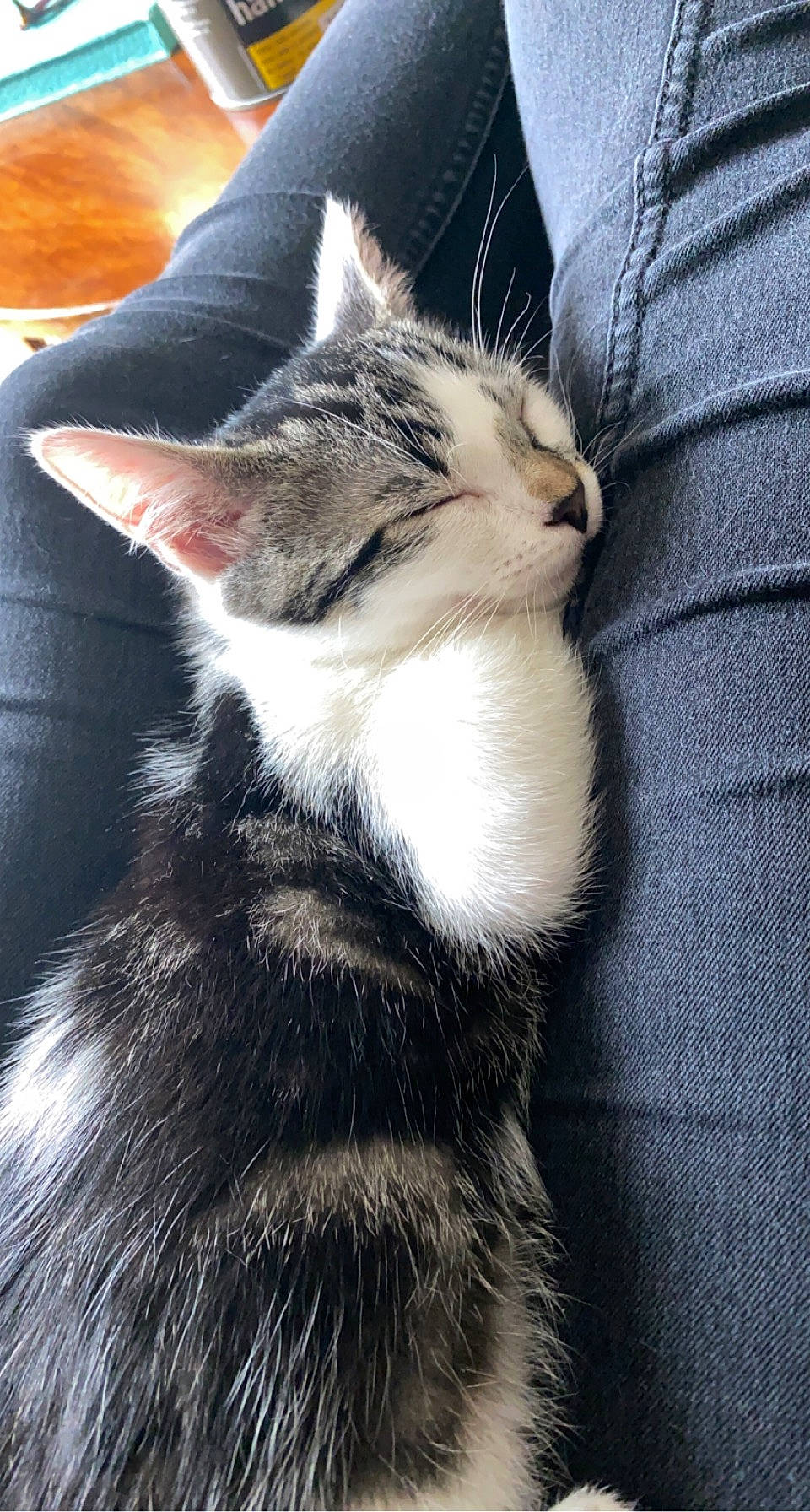 Nala a rejoint le concours — aidez-le/la à gagner de superbes lots ! carnivore, cat, claw, comfort, domestic_short_haired_cat, felidae, foot, fur, grey, human_leg, paw, sitting, small_to_medium_sized_cats, snout, tail, terrestrial_animal, whiskers